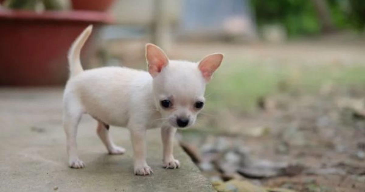 Homem é preso por queimar e matar cachorro em forno por causa de latidos