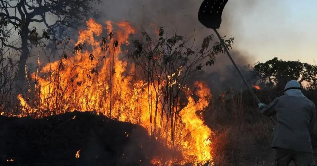 Ibama multa 242 pessoas por incêndios criminosos em 2024