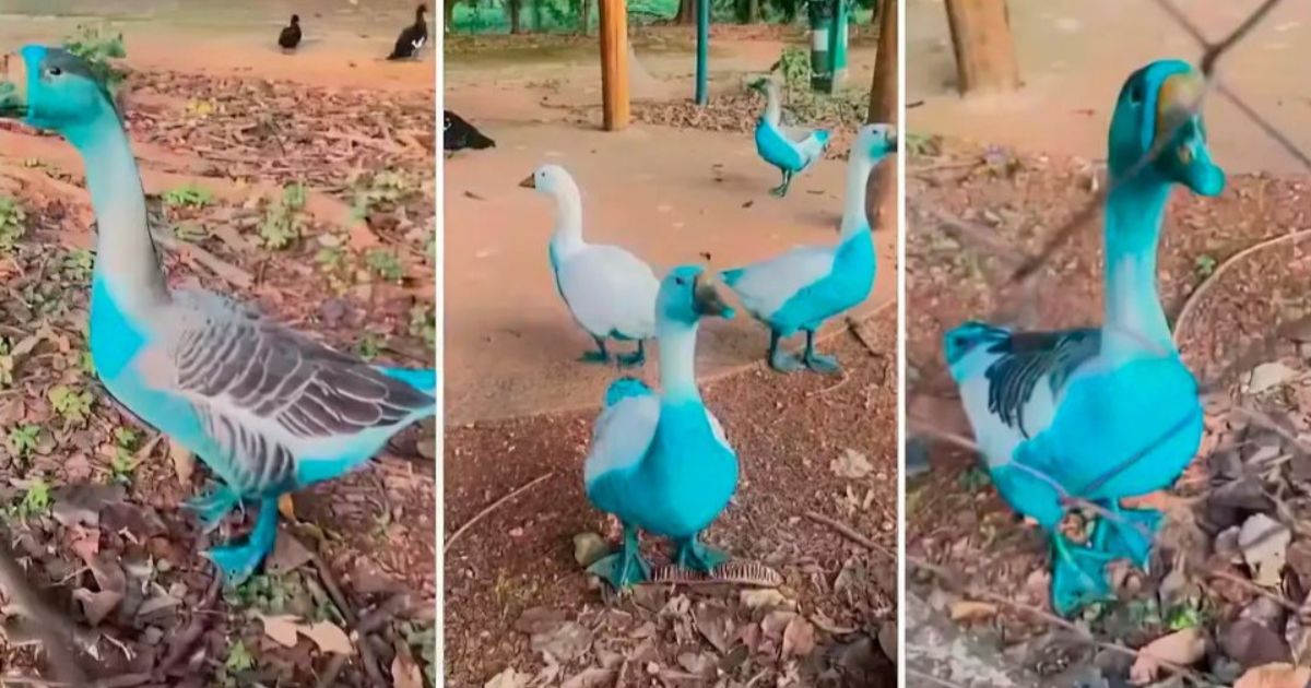 Cidade paulista apura vazamento de corante que atingiu aves em parque