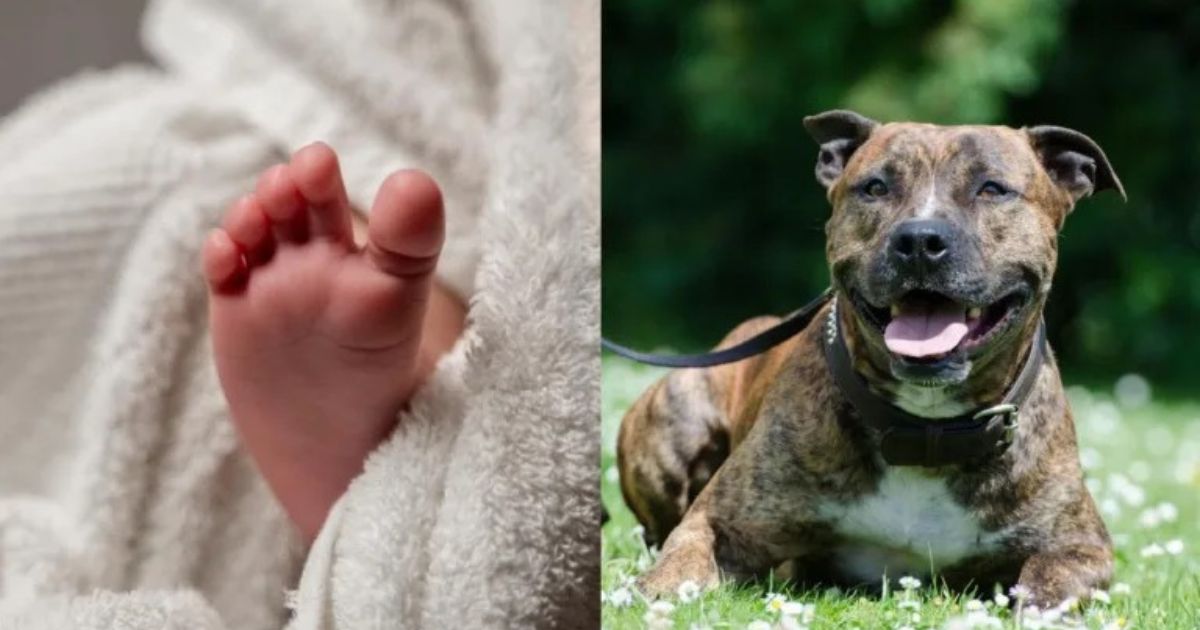 Bebê de 1 ano é atacado por pit bull na casa de amigos da família da vítima no PR
