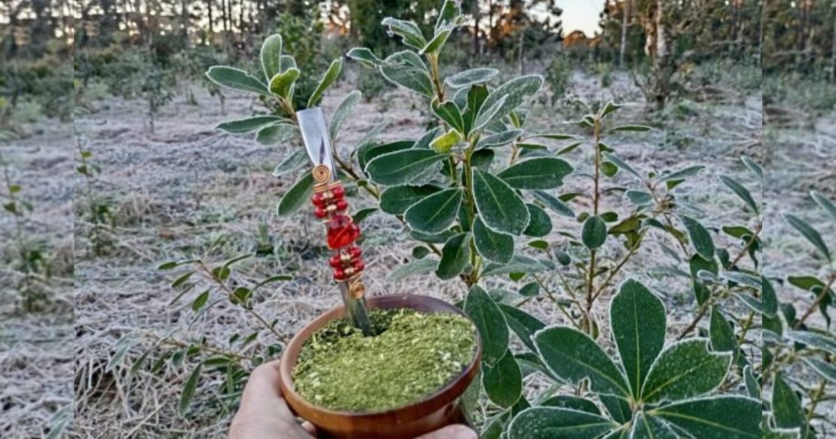 Frente fria se aproxima e São Mateus do Sul terá semana com frio intenso e possibilidade de geada