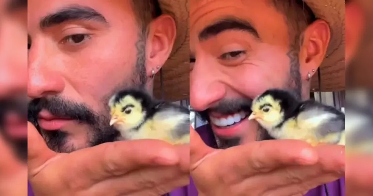 Pintinho nasce com ‘sobrancelha’ em Campo Largo e viraliza nas redes sociais; veja o vídeo
