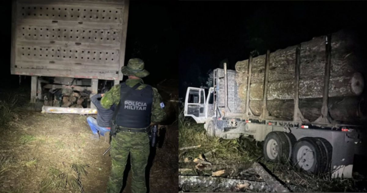 Polícia Ambiental prende grupo por corte ilegal de araucárias em Imbituva e aplica multa de quase R$ 300 mil