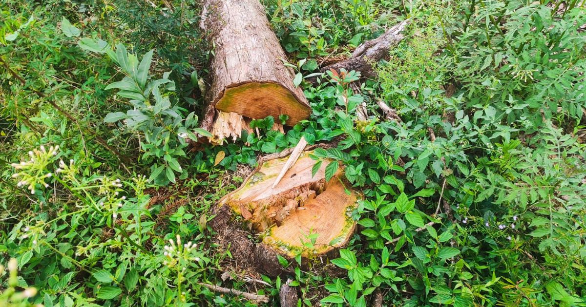Desmatamento em área protegida gera multa de R$ 41 mil em Antonio Olinto