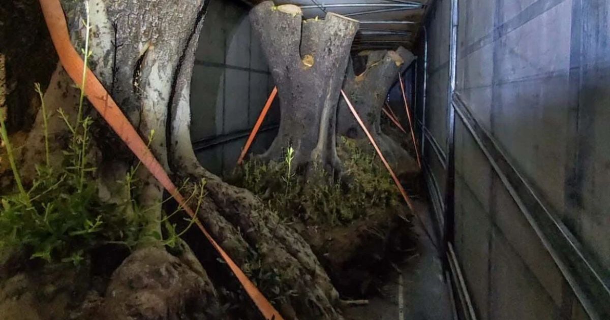 Polícia apreende carreta com seis troncos de árvores que valem até R$ 600 mil