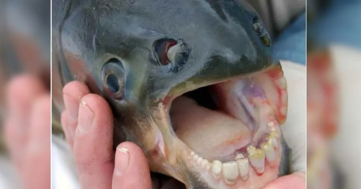 Conheça peixe ‘com dentes de humano’ famoso por atacar nadadores