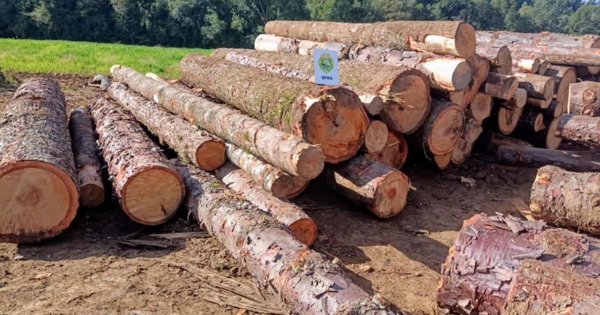 Crime ambiental: Polícia apreende carga ilegal de araucária em Imbituva