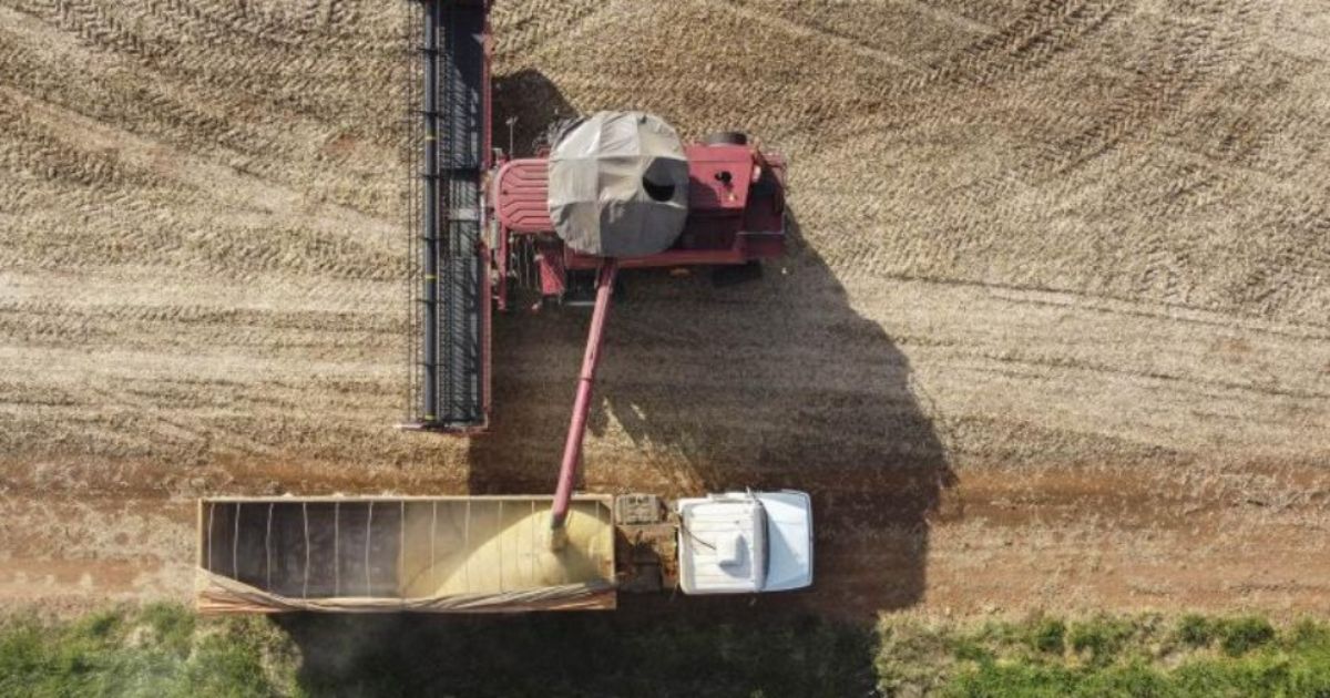 Agronegócio:safra de grãos 24/25 projeta recorde de 332,9 milhões de toneladas