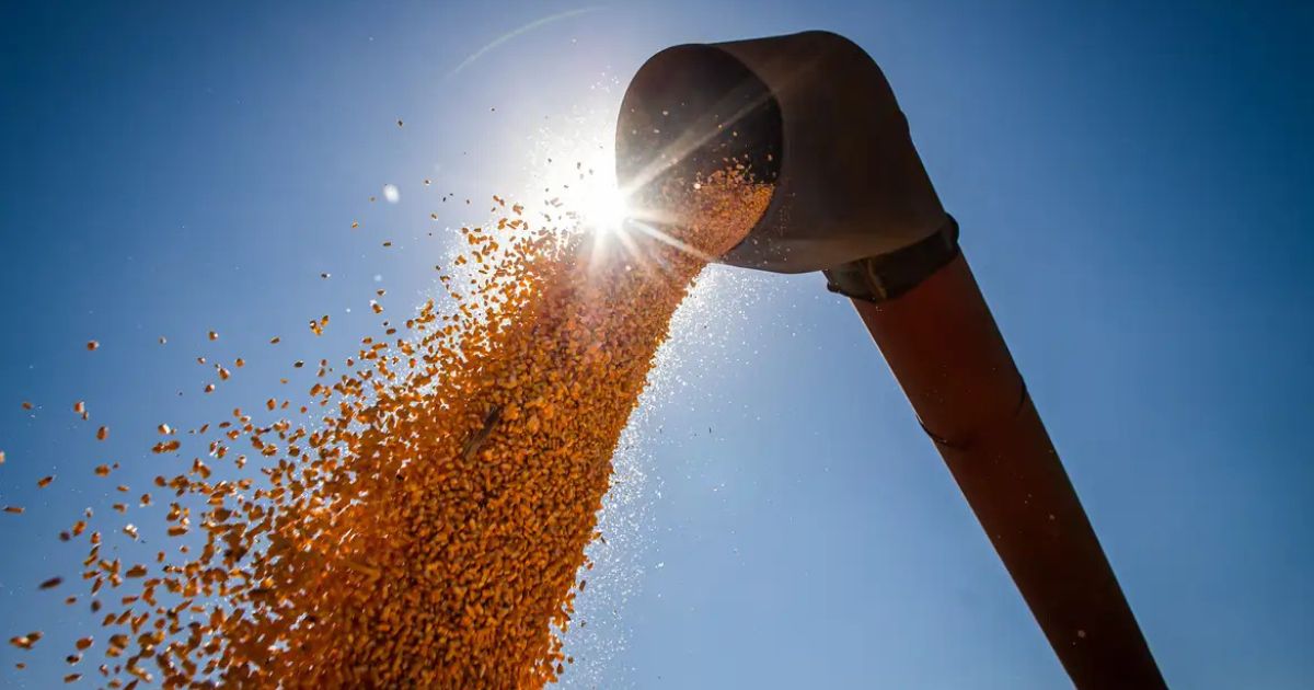 Brasil poderá ter novo recorde na produção de grãos na safra 2024/2025