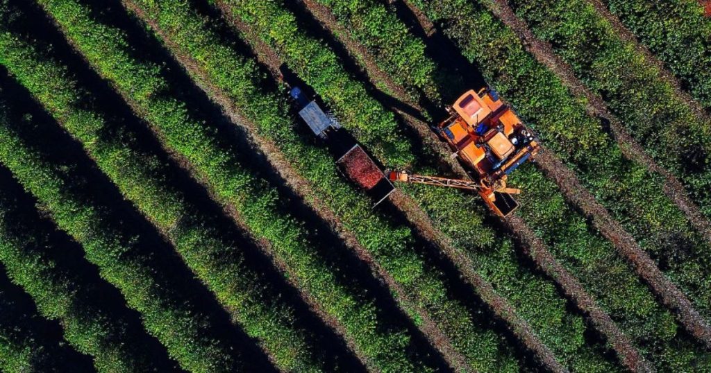 Colheita de 713 mil sacas de café chega a 36% no Paraná; cultura alcança R$ 1,1 bilhão