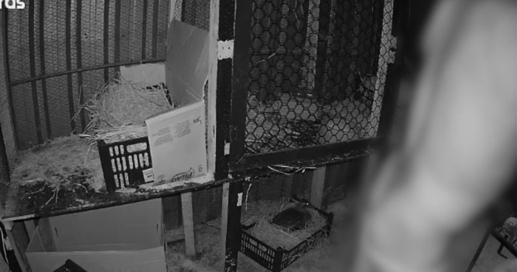 Tutor(a) denuncia caso de zoofilia contra galinhas em Cascavel: homem de 66 anos foi flagrado por câmeras