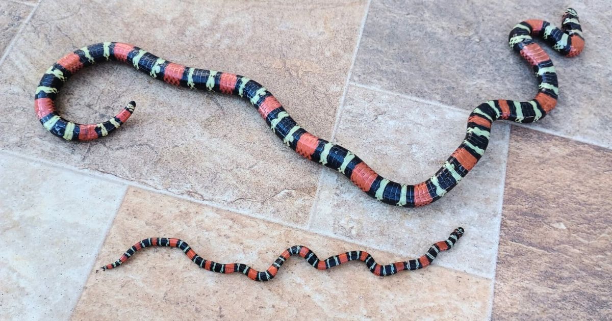 Cobras venenosas são encontradas em São João do Triunfo e acendem alerta sobre cuidados e procedimentos