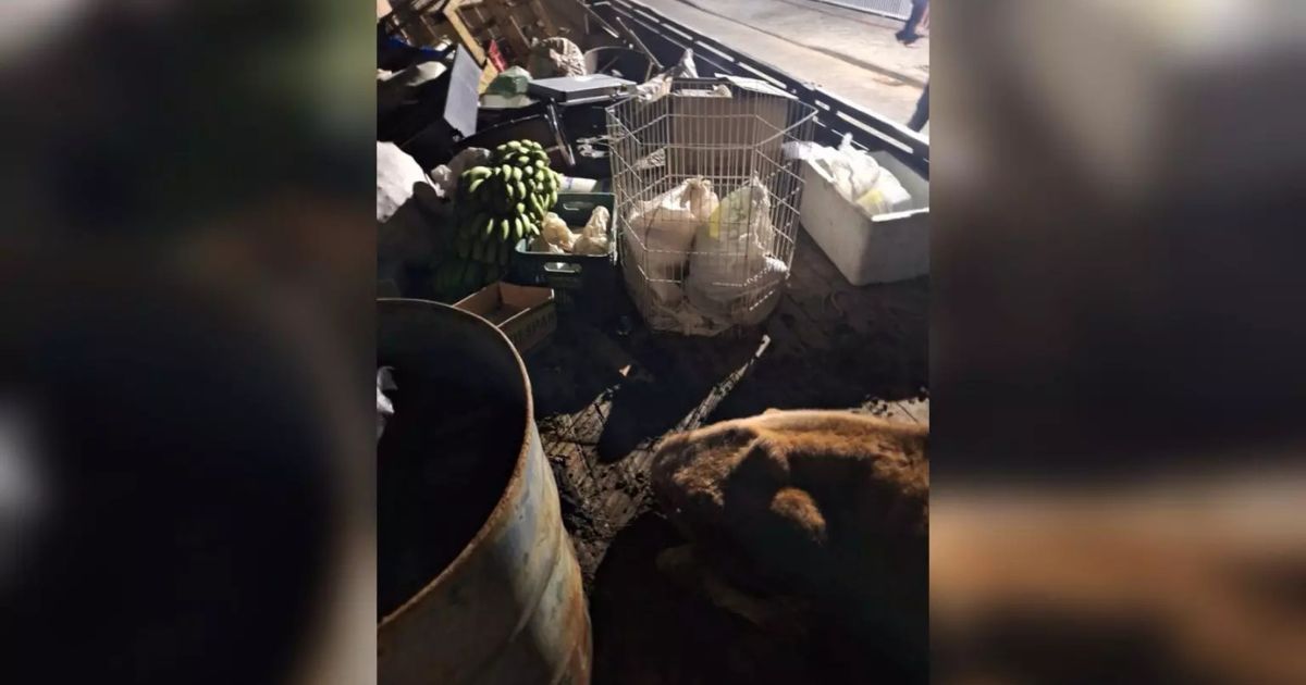 Boi, ovelha, coelhos e galinhas são resgatados em situação de maus-tratos