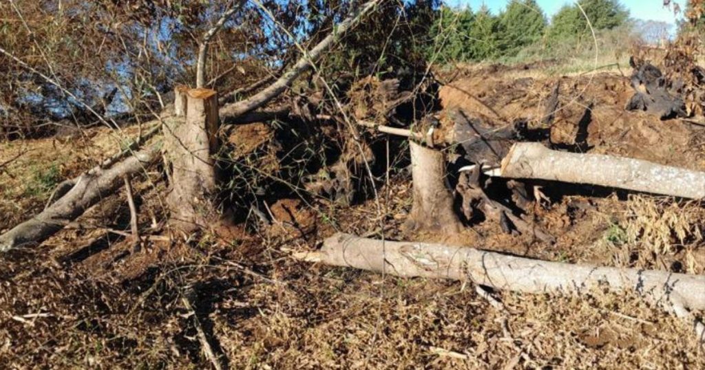 Desmatamento ilegal em Ponta Grossa resulta em multa de R$ 57 mil e embargo de área