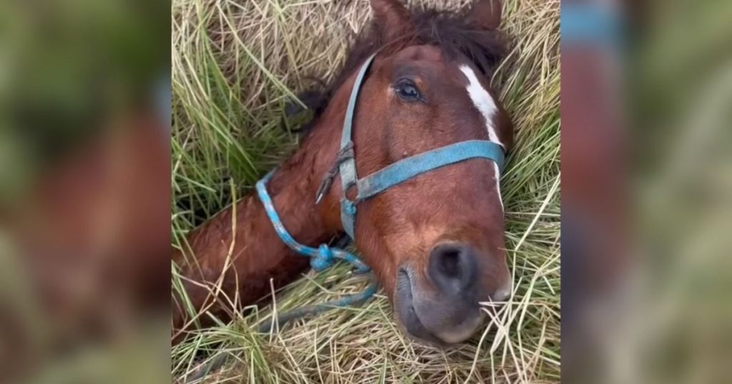 VÍDEO: cavalo preso em buraco escapa da morte após resgate dos bombeiros