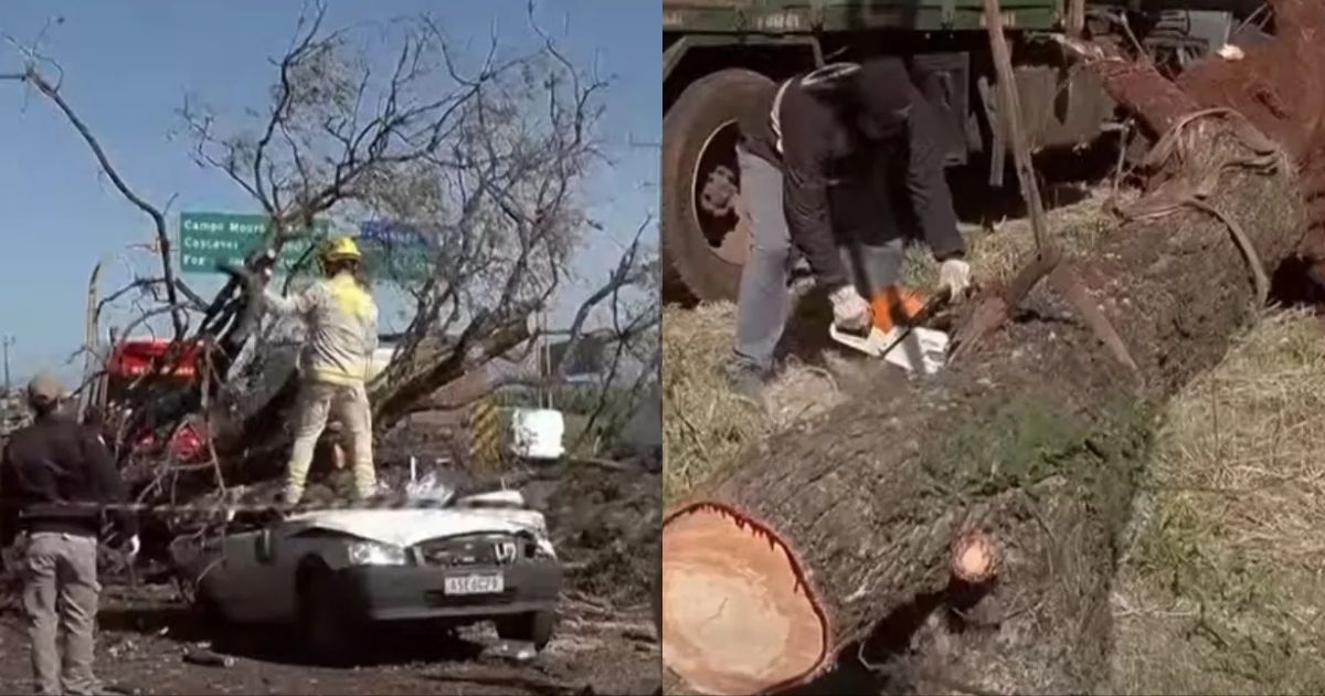 Árvore cai e mata motorista que passava pela PR-317, em Maringá