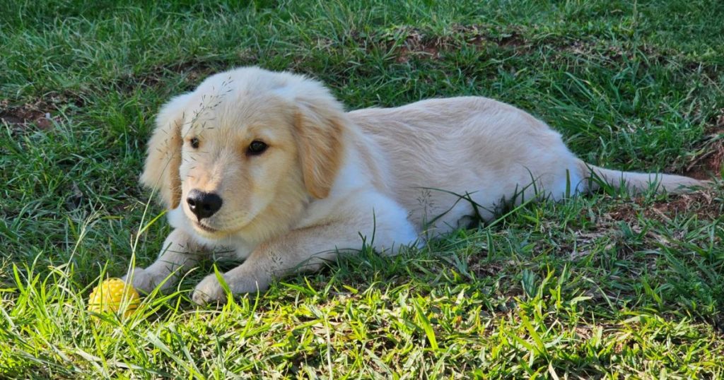 PMPR inicia projeto de terapia com cães para crianças com Transtorno do Espectro Autista