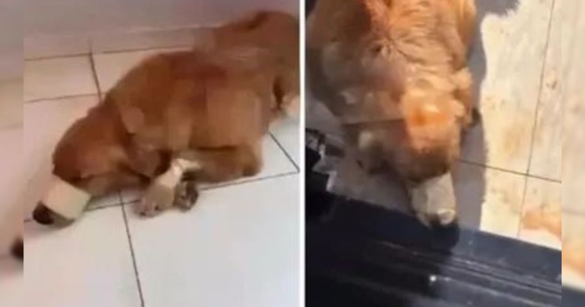 Cachorro da raça Golden Retriever tem boca amarrada e é vítima de maus-tratos no PR