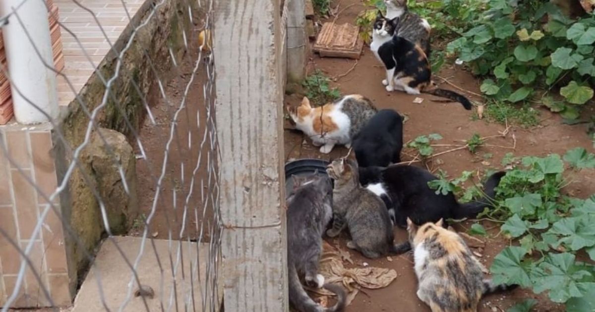 Dupla é indiciada por abandono e maus-tratos contra animais em Teixeira Soares