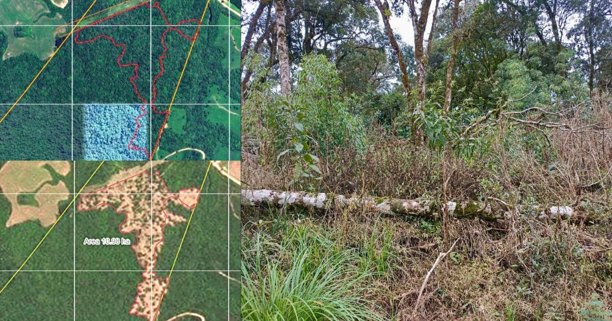 Desmatamento em área de preservação gera multa de R$ 174 mil em Mallet