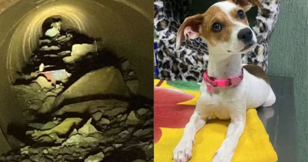 Cachorrinha é resgatada após ficar oito dias escondida em bueiro com cerca de 25 metros de comprimento no PR