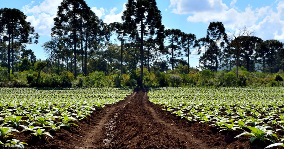 Adesão obrigatória à nota fiscal eletrônica do produtor rural (NFP-e) é adiada para 2026