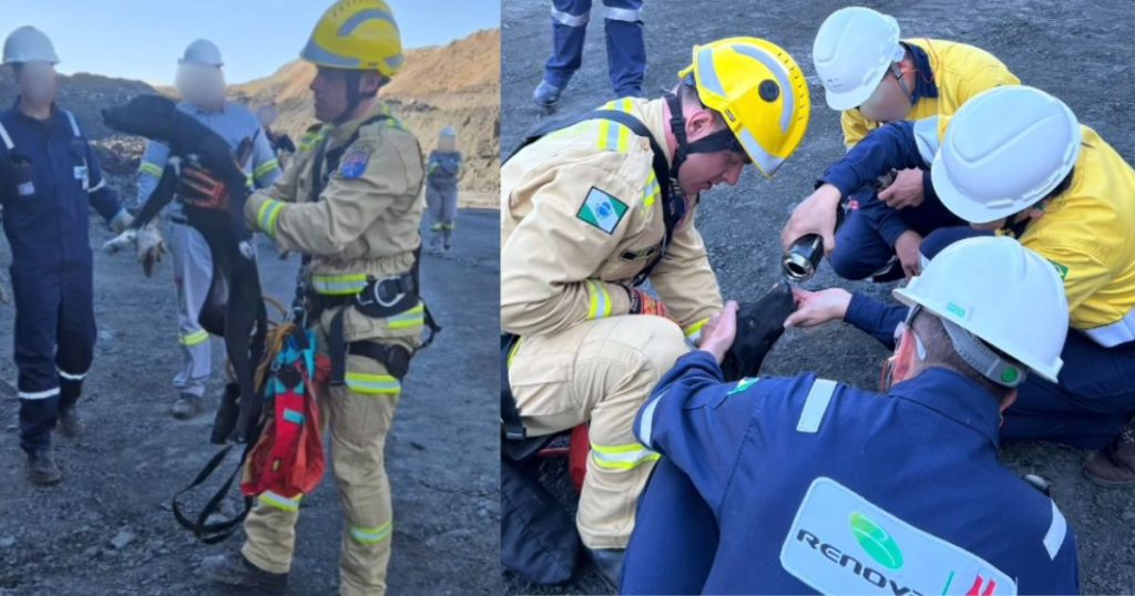 Vídeo: cão é resgatado por bombeiros após ficar preso em paredão de mina em São Mateus do Sul