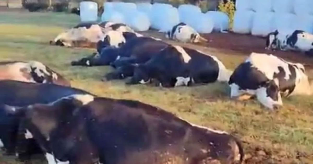 32 vacas morrem após curto-circuito em cidade do Paraná