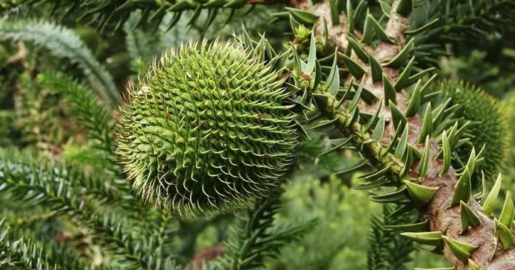 Você sabe o que é isso? Vídeo com pinha de pinhão viraliza e gera curiosidade nas redes