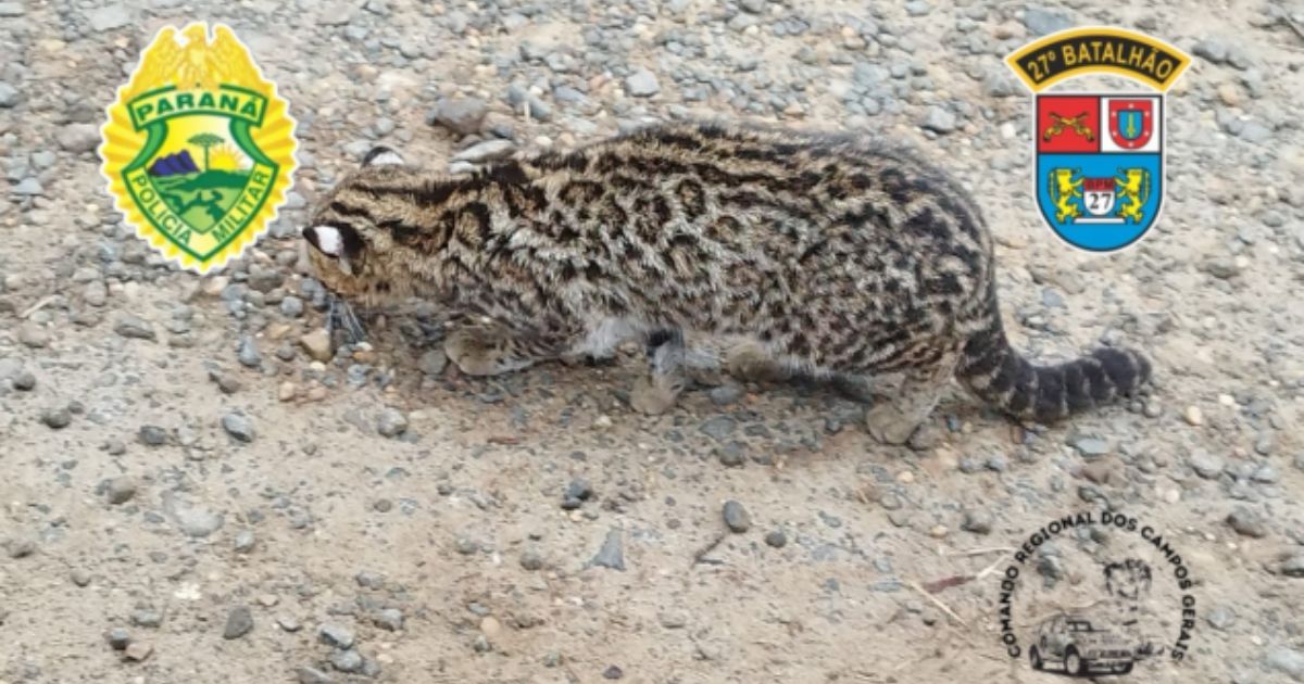 Polícia Militar resgata jaguatirica debilitada no interior de Paula Freitas
