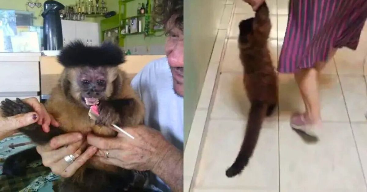 Após 35 anos com a mesma família, macaco-prego é retirado de casa no Paraná
