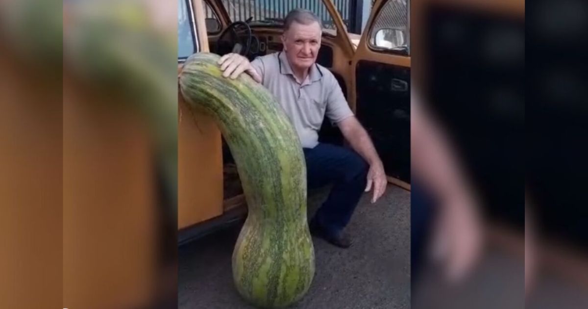 Colheita chama atenção: abobrinha gigante surpreende produtor no Paraná