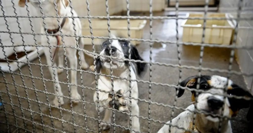 Projeto que proíbe uso de animais em testes de cosméticos é aprovado