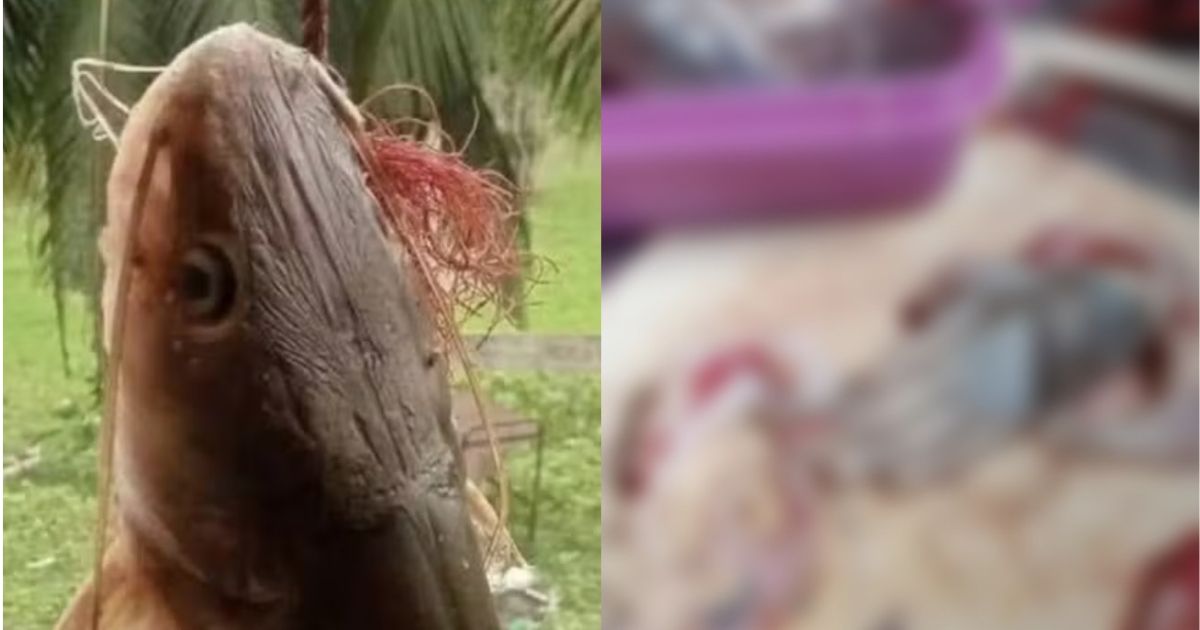 Eita! Pescador abre estômago de bagre e encontra mão misteriosa