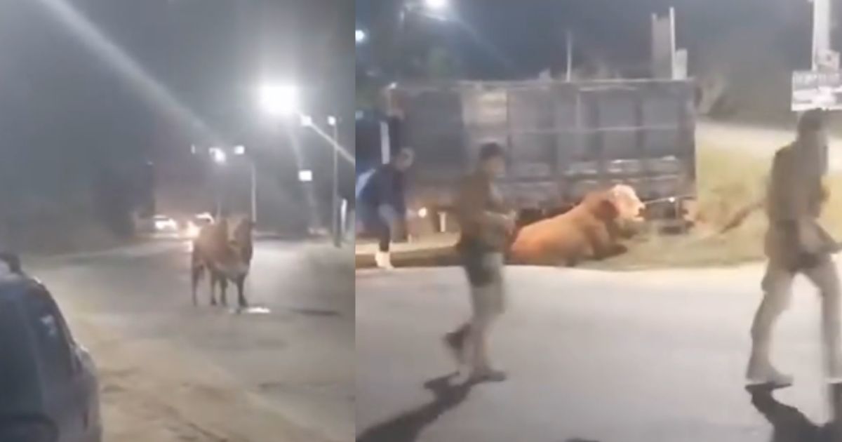 Boi de quase uma tonelada foge de caminhão e causa pânico em cidade de SC; veja imagens