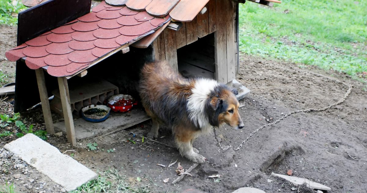 São Paulo aprova lei que proíbe acorrentamento de cães e gatos