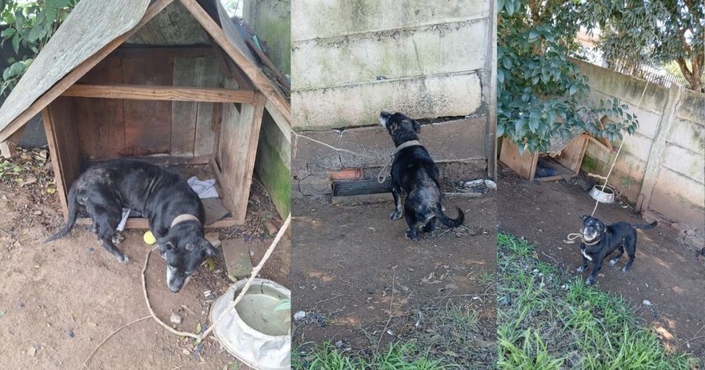 ONG procura lar temporário para cão idoso acorrentado há anos em São Mateus do Sul