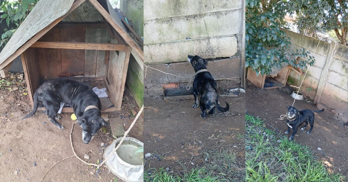 ONG procura lar temporário para cão idoso acorrentado há anos em São Mateus do Sul