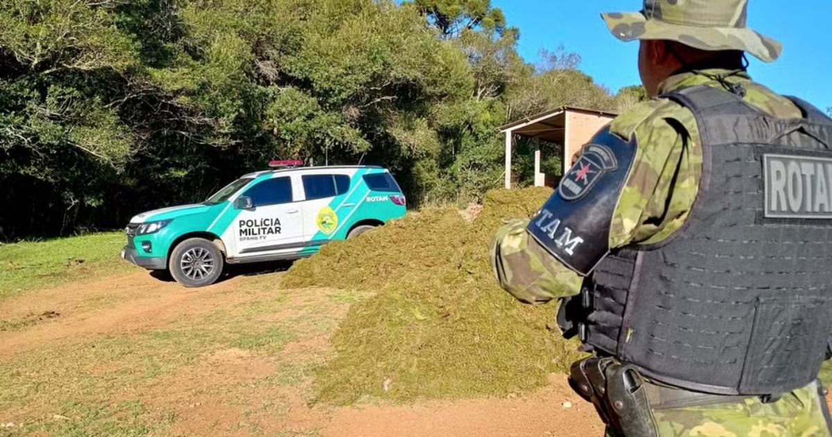 Agricultor será processado por arrancar musgo de plantação no Paraná; entenda porque é crime