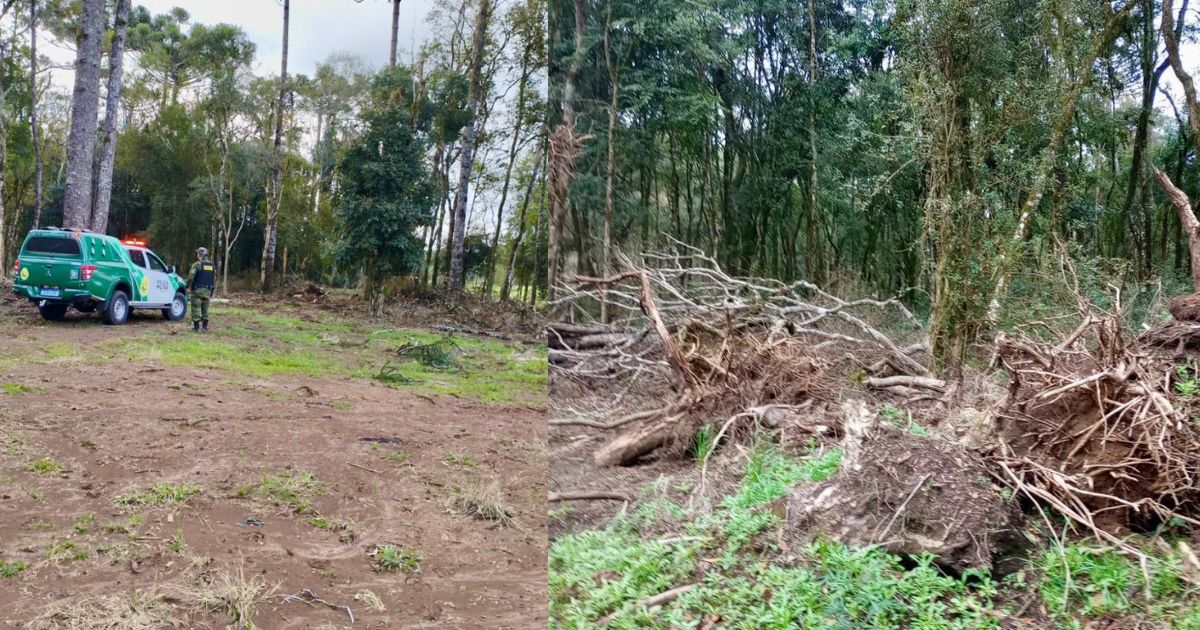 Multa de R$ 157 mil é aplicada em Antonio Olinto por desmatamento ilegal