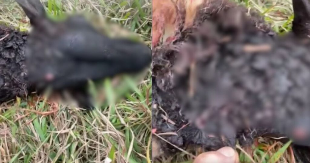 Ovelha é atacada por onça-parda no Oeste do Paraná