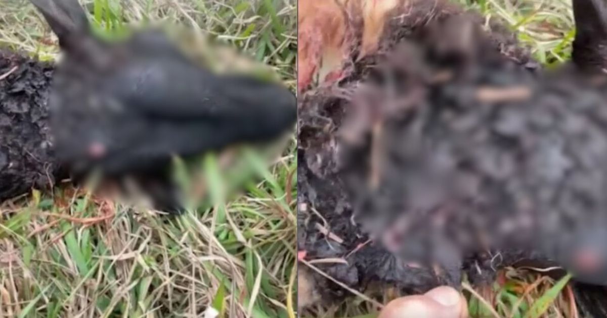 Ovelha é atacada por onça-parda no Oeste do Paraná