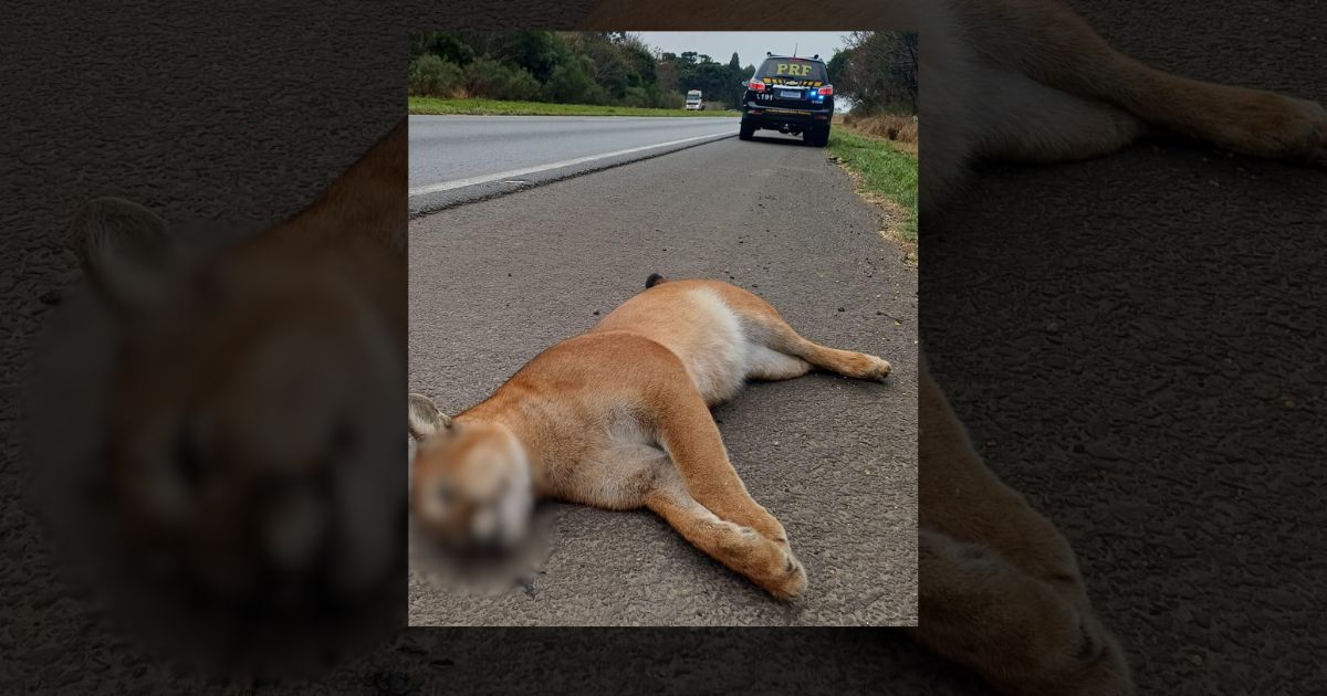 Onça-parda é encontrada morta às margens da BR-376