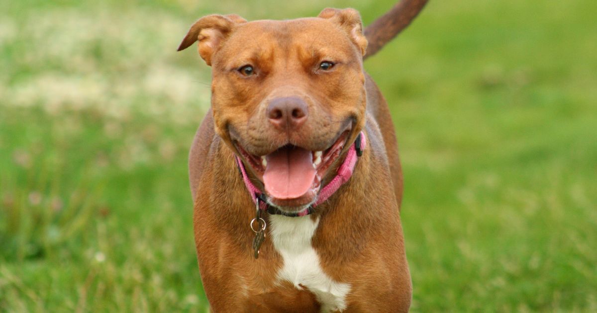 Pitbull solto avança em ciclista e criança em Três Barras