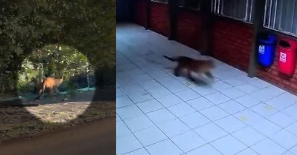Onça-parda aparece na APAE e assusta funcionário no Paraná