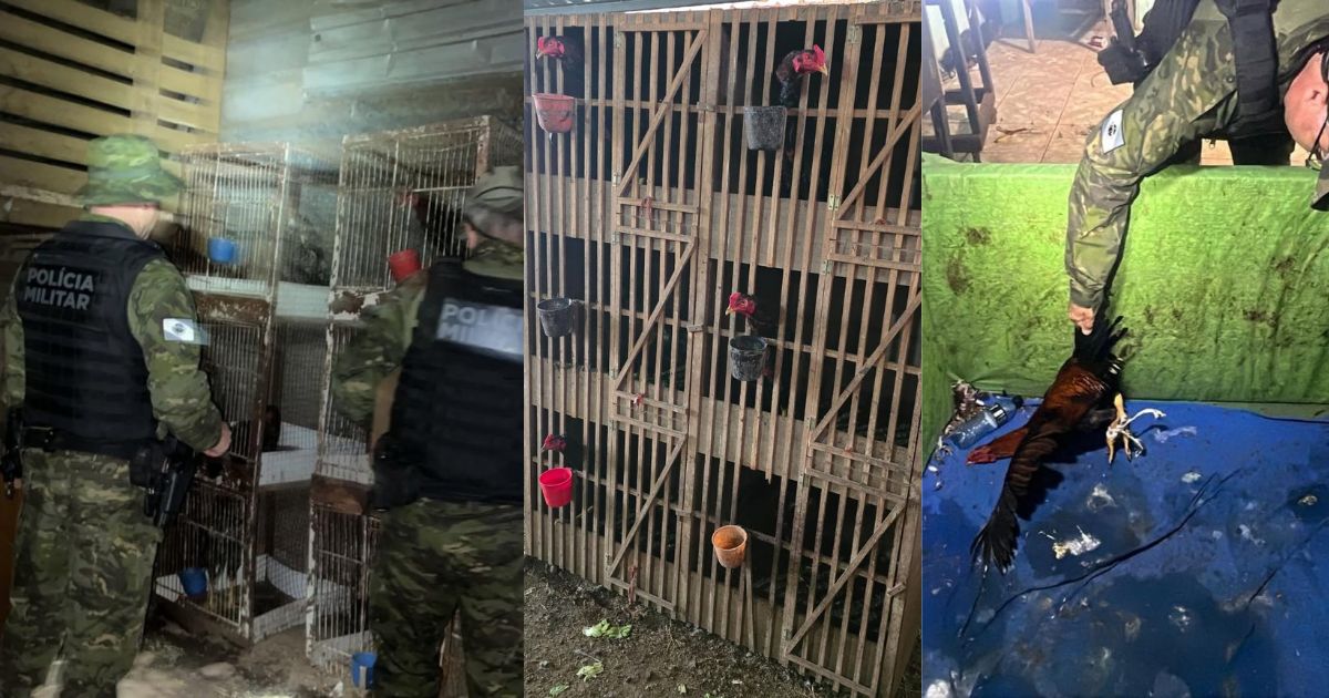 Operação da Polícia Ambiental contra rinhas de galo resgata 54 aves e aplica mais de R$ 240 mil em Guarapuava e Ponta Grossa