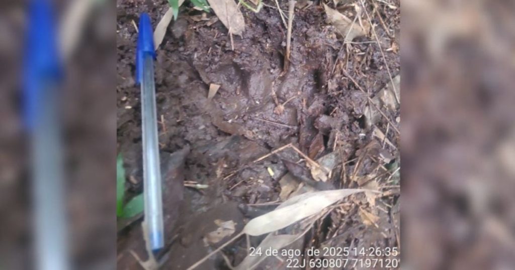 Pânico! Onça deixa moradores de Campo Largo em alerta após surgir em fazenda e atacar animais