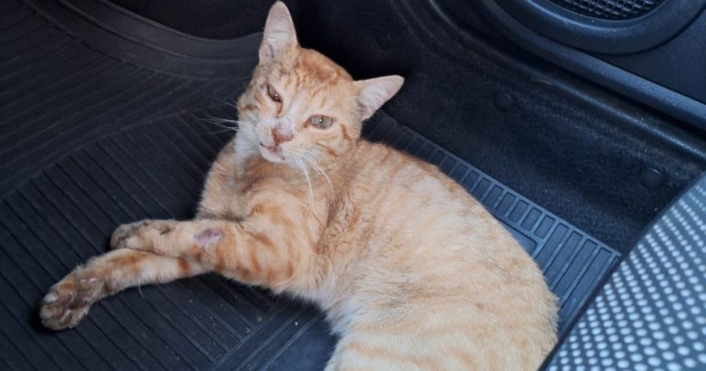 Gatinho atropelado em São Mateus do Sul precisa de ajuda para cirurgia e lar temporário