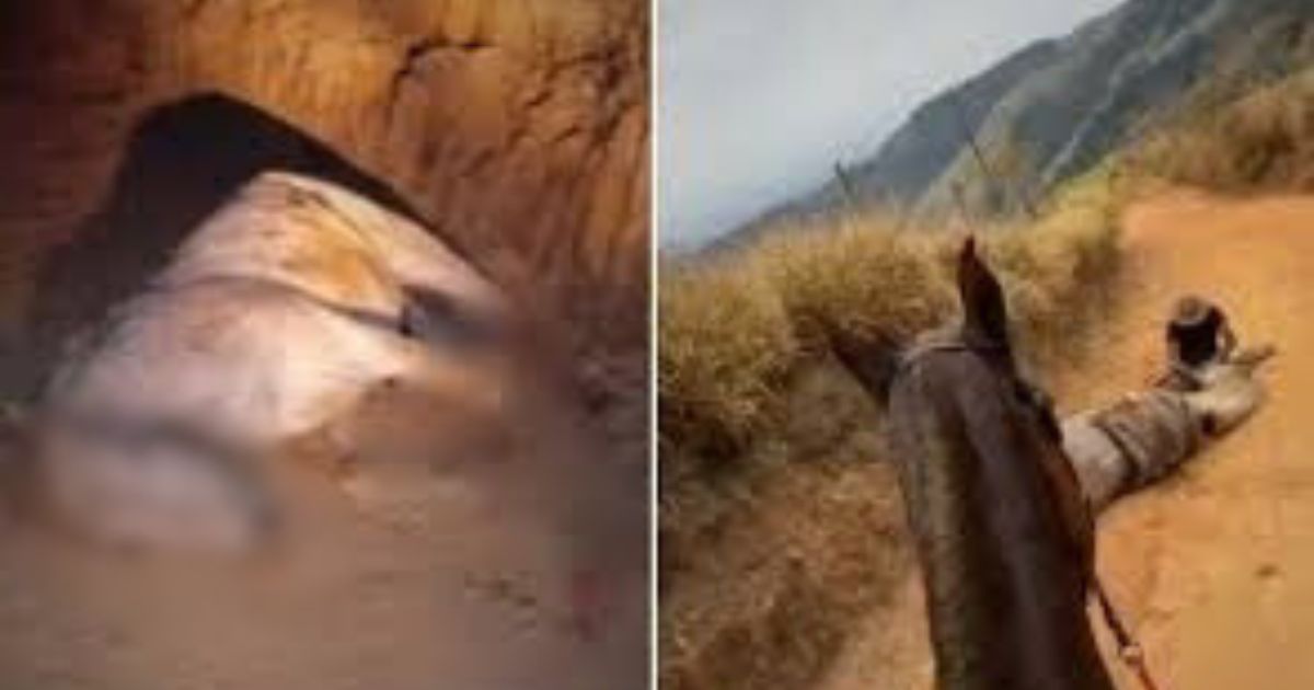 Crueldade: cavalo forçado a cavalgar 15 km morre e é mutilado pelo tutor