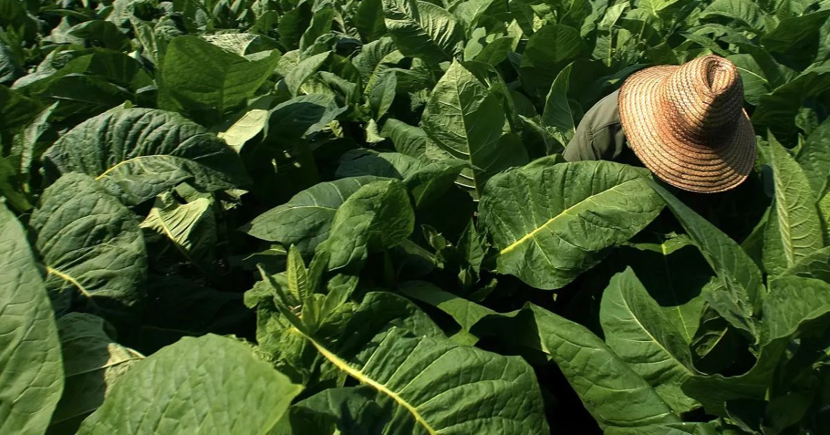 Decreto dos EUA impõe 50% de tarifa ao tabaco brasileiro